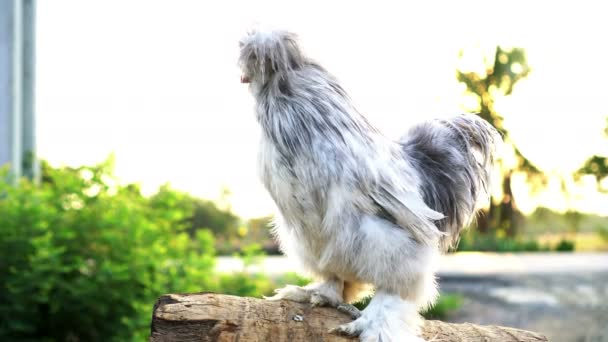 Beyaz Ipek Tavuklar Çiftlikte Sabah Güneşinde Tüylü Çiftlik Hayvanları — Stok video