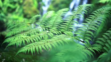 Eğreltiotu ormanı tropikal orman yakın yeşil yemyeşil şelale arka planı