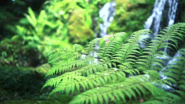 Fern Forest Tropical Jungle Close Green Lush Waterfall Green Background — Stock Photo, Image