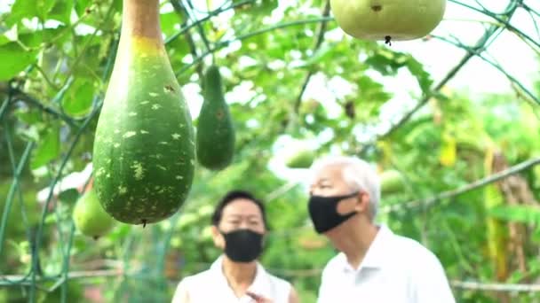 Älteres Asiatisches Ehepaar Mit Medizinischer Maske Betreibt Gemeinsam Eine Kürbisfarm — Stockvideo
