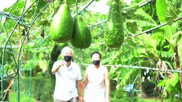 Älteres Asiatisches Ehepaar Mit Medizinischer Maske Betreibt Gemeinsam Eine Kürbisfarm — Stockvideo
