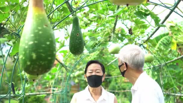 Älteres Asiatisches Ehepaar Mit Medizinischer Maske Betreibt Gemeinsam Eine Kürbisfarm — Stockvideo