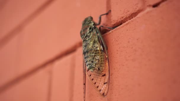 Detailní Záběr Velký Letní Hmyz Cicada Hmyz Ještě Zdi — Stock video