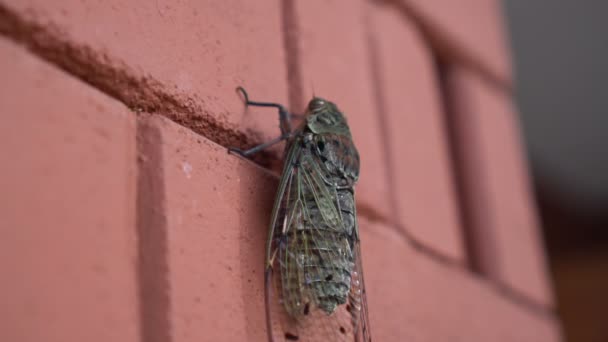 Gros Plan Gros Plan Insecte Été Insecte Cigale Toujours Sur — Video