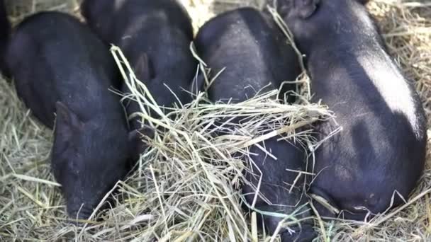 Μικρά Μαύρα Γουρούνια Κοιμούνται Στο Αγρόκτημα Κρεβάτι Σανό Χαριτωμένο Ζώα — Αρχείο Βίντεο