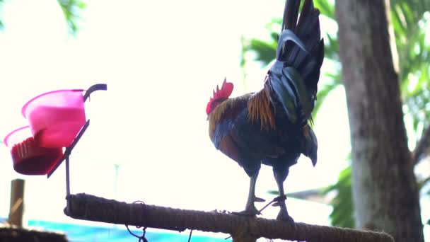 Rooster Standing Wood Stick Slow Motion Morning Local Asia Farm — Stock Video