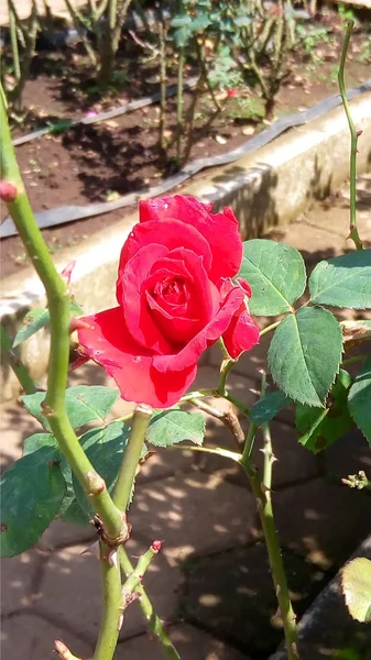 庭の赤いバラ — ストック写真