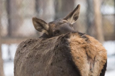 Maral (Kızıl geyik) rezerv. Sibirya, Novosibirsk Region, Rusya Federasyonu.