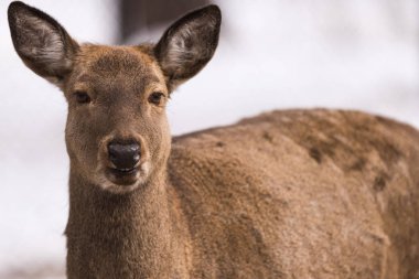 Maral (Kızıl geyik) rezerv. Sibirya, Novosibirsk Region, Rusya Federasyonu.