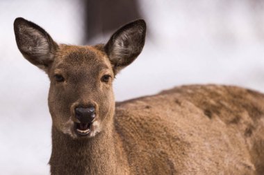Maral (Kızıl geyik) rezerv. Sibirya, Novosibirsk Region, Rusya Federasyonu.