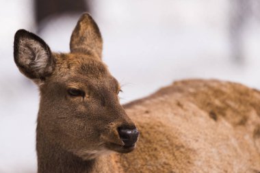 Maral (Kızıl geyik) rezerv. Sibirya, Novosibirsk Region, Rusya Federasyonu.