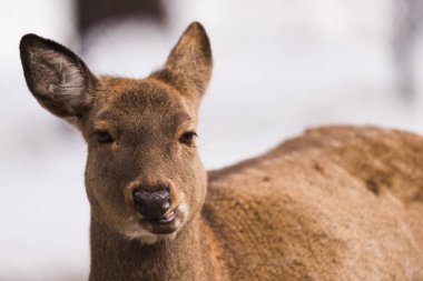 Maral (Kızıl geyik) rezerv. Sibirya, Novosibirsk Region, Rusya Federasyonu.