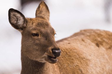 Maral (Kızıl geyik) rezerv. Sibirya, Novosibirsk Region, Rusya Federasyonu.