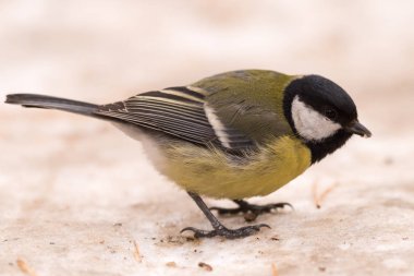 Mavi baştankara kar üzerinde. Yakın çekim. Sibirya, Novosibirsk Region, Rusya Federasyonu.