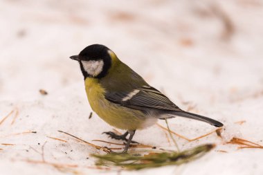 Mavi baştankara kar üzerinde. Yakın çekim. Sibirya, Novosibirsk Region, Rusya Federasyonu.