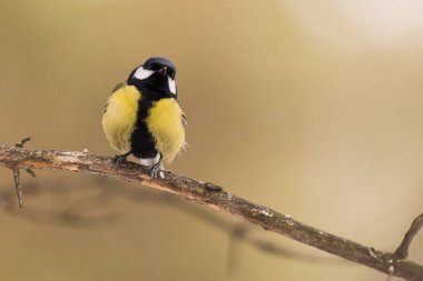 Mavi baştankara dal. Yakın çekim. Sibirya, Novosibirsk Region, Rusya Federasyonu.