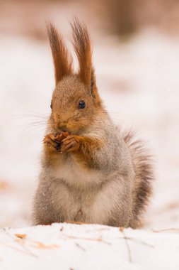 Squirrel sits on the snow on its hind legs and gnaws a nut. Close-up. clipart