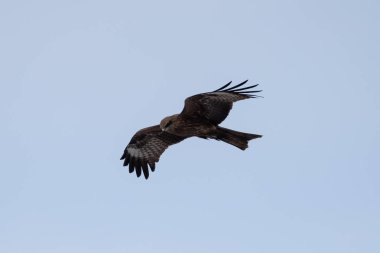 Siyah bir uçurtma Razdelnaya Nehri yiyecek bulmak gökyüzünde. Novosibirsk Region, Berdsk, Rusya Federasyonu.