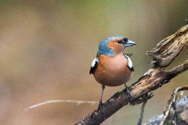 Ormandaki bir dalı üzerinde oturan bir finch portresi. Rusya, Sibirya, Novosibirsk bölgesi.