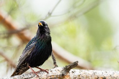 Sıradan starling. Sturnus vulgaris. Nisan ayında doğada. Rusya, Sibirya, Novosibirsk bölgesi.