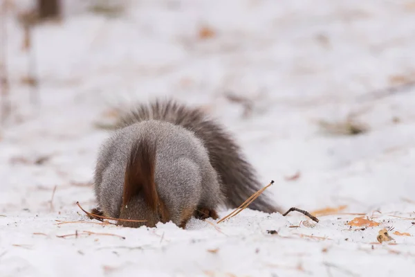 松鼠在雪林中寻找食物 西伯利亚 新西伯利亚地区 俄罗斯 — 图库照片