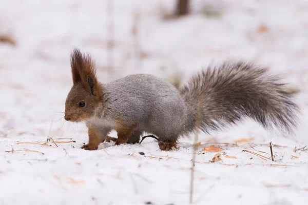 https://st4.depositphotos.com/2792031/19977/i/450/depositphotos_199779204-stock-photo-squirrel-searches-food-snowy-forest.jpg