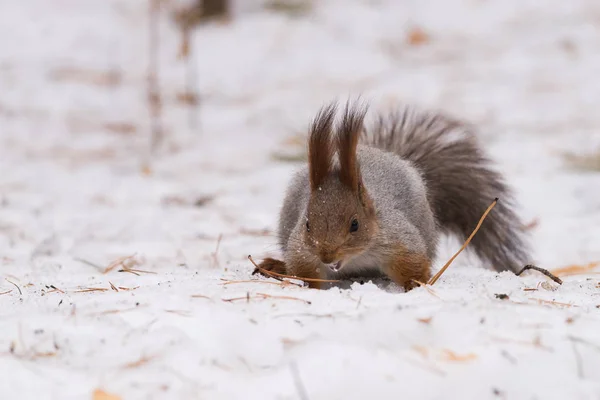 Écureuil Cherche Nourriture Dans Une Forêt Enneigée Sibérie Région Novossibirsk — Photo