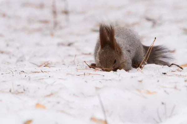 Écureuil Cherche Nourriture Dans Une Forêt Enneigée Sibérie Région Novossibirsk — Photo