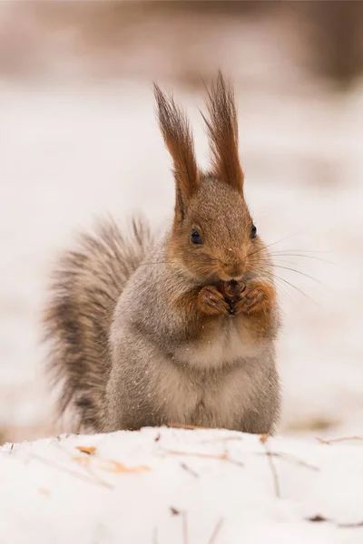 Écureuil Est Assis Sur Neige Sur Ses Pattes Postérieures Ronge — Photo