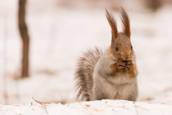 松鼠坐在雪地上的后腿 啃一个坚果 — 图库照片