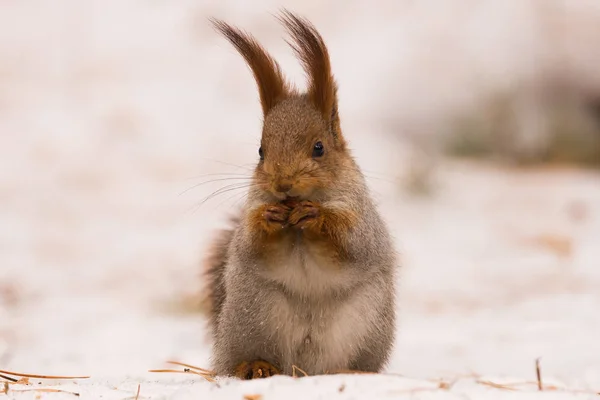 Écureuil Est Assis Sur Neige Sur Ses Pattes Postérieures Ronge — Photo