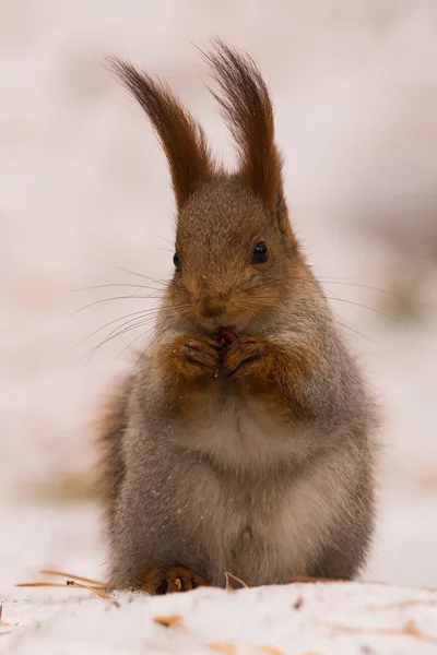 Écureuil Est Assis Sur Neige Sur Ses Pattes Postérieures Ronge — Photo