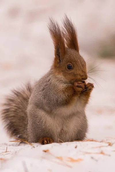 Écureuil Est Assis Sur Neige Sur Ses Pattes Postérieures Ronge — Photo