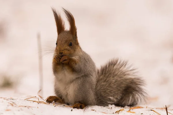 Écureuil Est Assis Sur Neige Sur Ses Pattes Postérieures Ronge — Photo