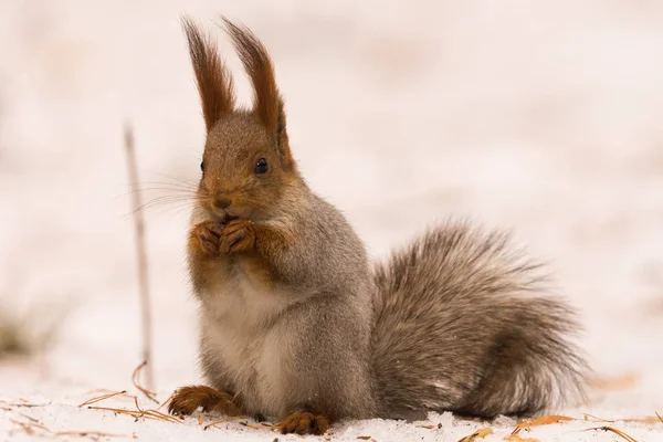 松鼠坐在雪地上的后腿 啃一个坚果 — 图库照片