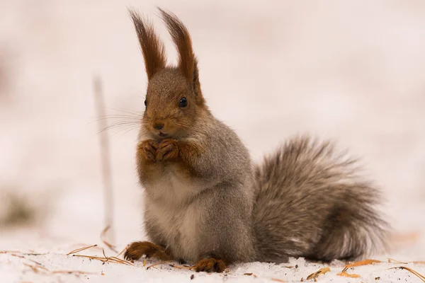 Écureuil Est Assis Sur Neige Sur Ses Pattes Postérieures Ronge — Photo