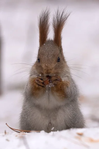 Écureuil Est Assis Sur Neige Sur Ses Pattes Postérieures Ronge — Photo