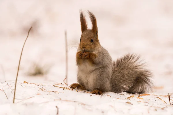 Écureuil Est Assis Sur Neige Sur Ses Pattes Postérieures Ronge — Photo