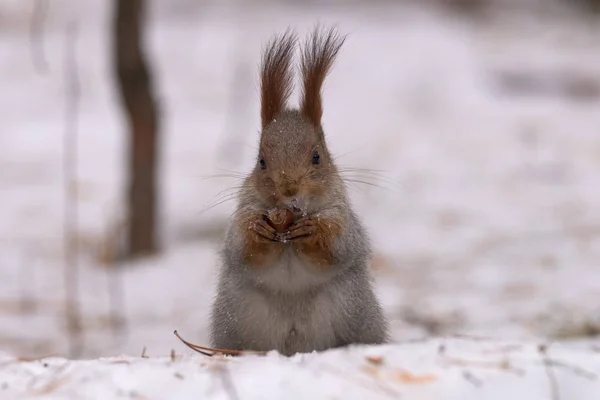 Écureuil Est Assis Sur Neige Sur Ses Pattes Postérieures Ronge — Photo