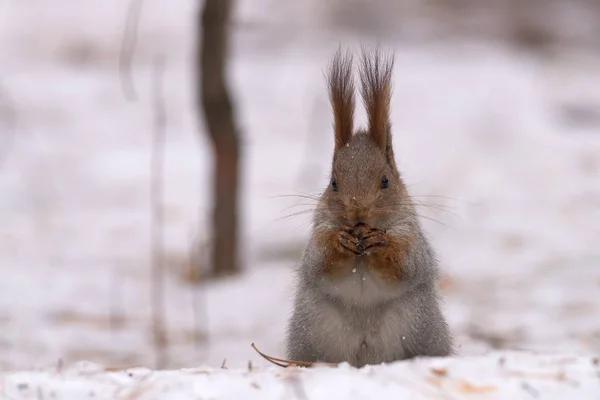 Écureuil Est Assis Sur Neige Sur Ses Pattes Postérieures Ronge — Photo