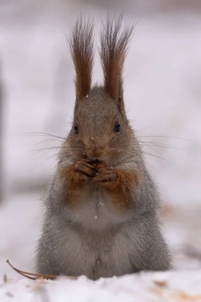 Écureuil Est Assis Sur Neige Sur Ses Pattes Postérieures Ronge — Photo