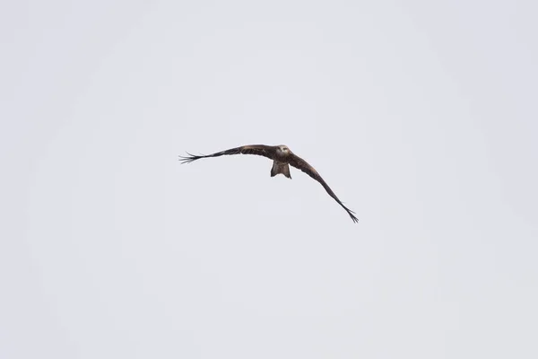 Cerf Volant Noir Dans Ciel Recherche Nourriture Dessus Rivière Razdelnaya — Photo