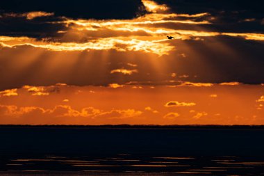 Güneş son ışınları gökyüzü sarı ve turuncu renklerde boyanmış. Güzel gün batımı Ob denize. Rusya, Sibirya, Novosibirsk bölgesi.