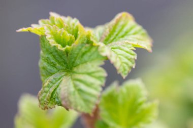 Siyah frenk üzümü genç taze çiçek yaprakları.