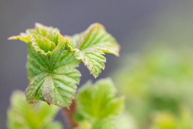 Siyah frenk üzümü genç taze çiçek yaprakları.