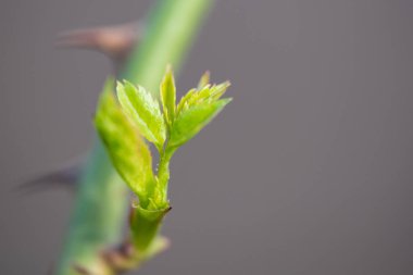 Genç gül yaprakları, yakın çekim