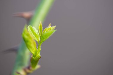 Genç gül yaprakları, yakın çekim