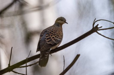 Ormandaki bir ağaç dalı kaplumbağa kumru (Streptopelia turtur) s. Rusya, Sibirya, Novosibirsk bölgesi.