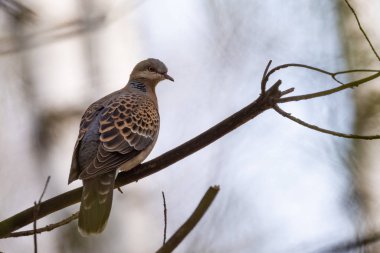 Ormandaki bir ağaç dalı kaplumbağa kumru (Streptopelia turtur) s. Rusya, Sibirya, Novosibirsk bölgesi.
