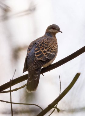 Ormandaki bir ağaç dalı kaplumbağa kumru (Streptopelia turtur) s. Rusya, Sibirya, Novosibirsk bölgesi.